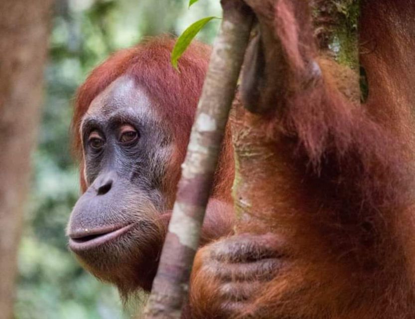 Orangutan Trip: Exploring Wildlife in the Jungle - Location Details