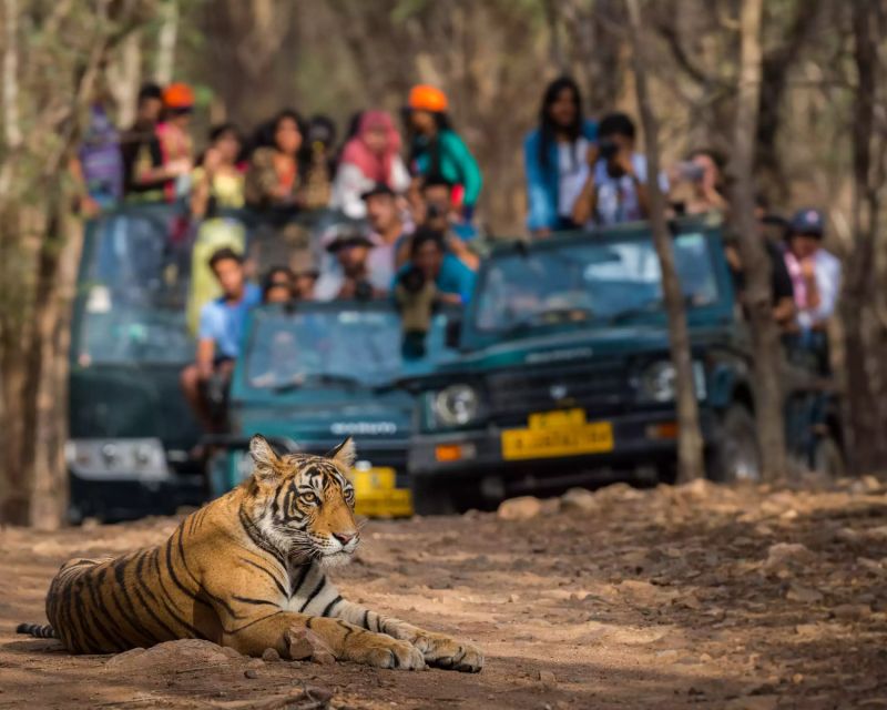 Overnight Private Tour: Jaipur - Ranthambore Tiger Safari - Day 1: Departure From Jaipur