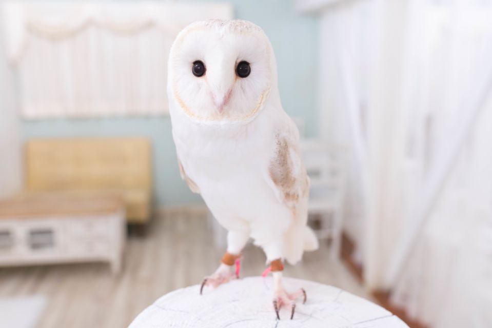 Owl Cafe Tokyo Akiba Fukurou - Inclusions