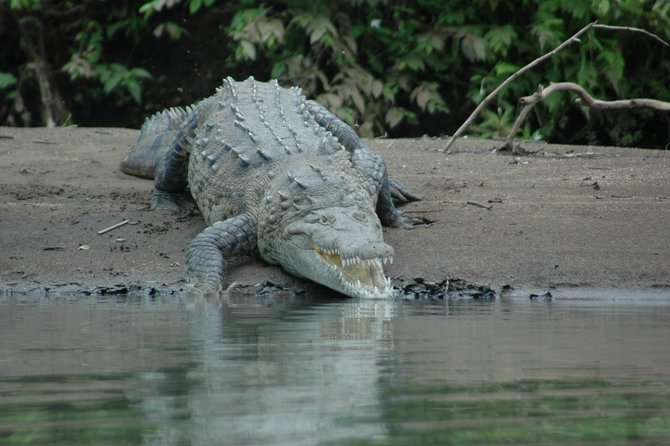 Palo Verde National Park River Safari Boat Tour - Common questions