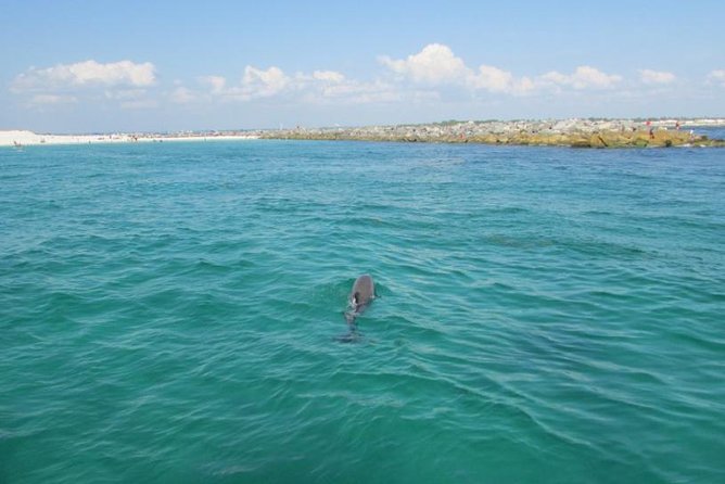 Panama City Beach Dolphin Sightseeing Sail - Booking Information