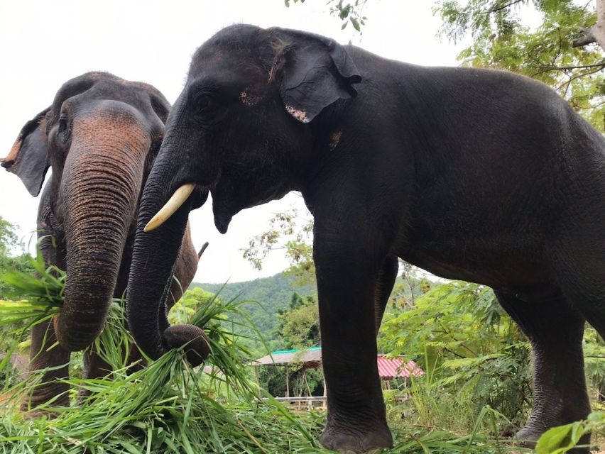 Pattaya: Ethical Elephant Sanctuary Interactive Tour - Customer Ratings and Reviews