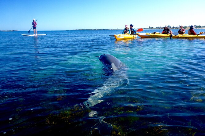 Penguin and Seal Islands Sea Kayaking Experience - Traveler Photos and Reviews