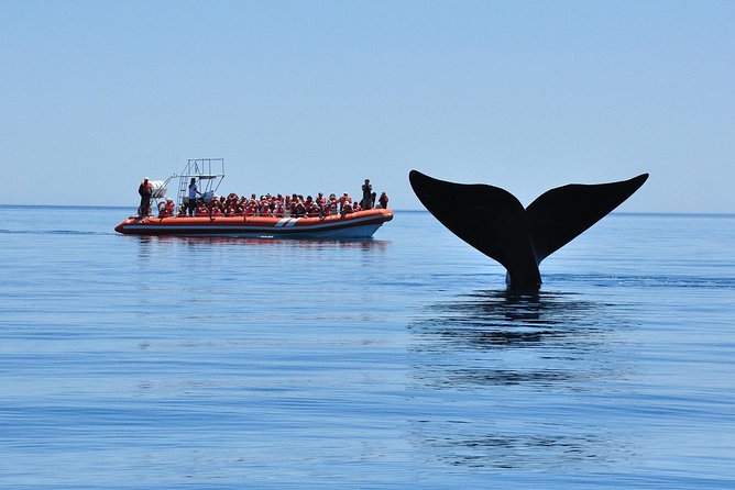 Peninsula Valdes Tour With Optional Whale Watching - Customer Testimonials