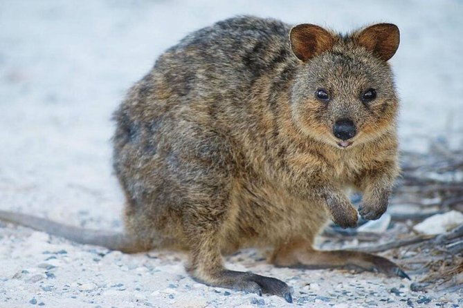 Perth to Rottnest Island Roundtrip Ferry Ticket - Cancellation Policy