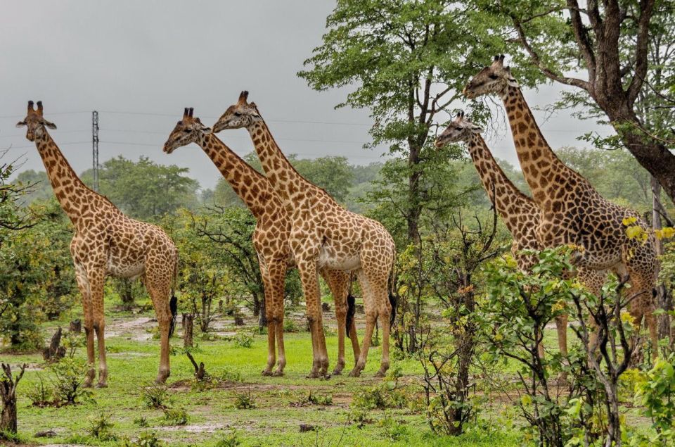 Phezulu Safari Park 1/2 Day Tour From Durban - Activity Details