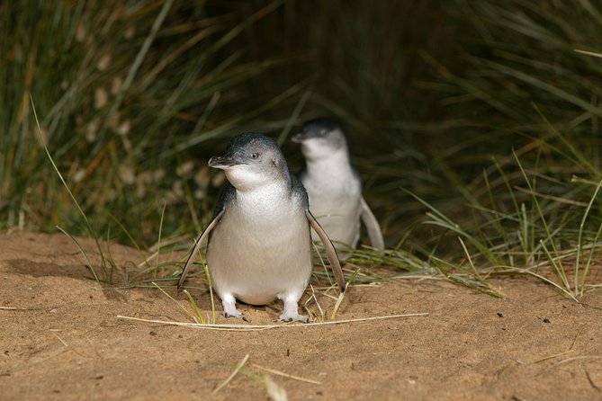 Phillip Island Day Trip From Melbourne With Penguin Plus Viewing Platform - Penguin Plus Experience