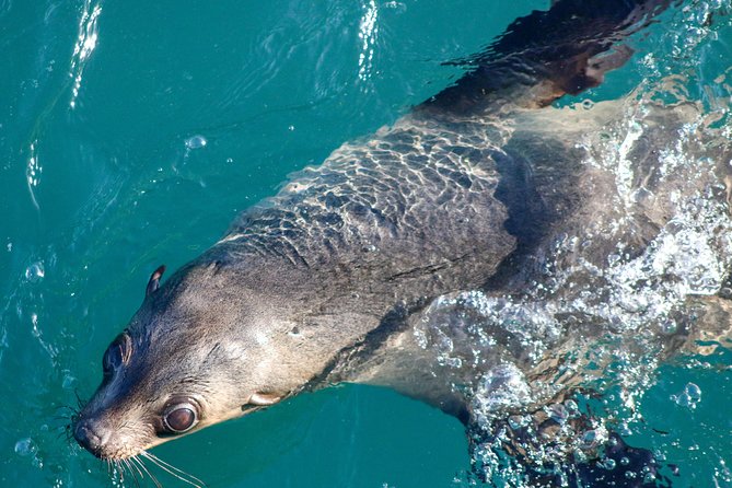 Phillip Island Seal-Watching Cruise - Traveler Reviews and Photos