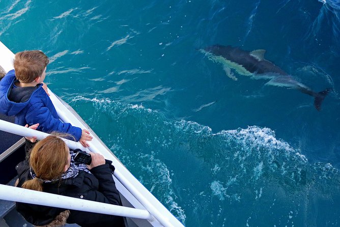 Phillip Island Whale & Dolphin Watching Cruise: San Remo  - Mornington Peninsula - Wildlife Encounters