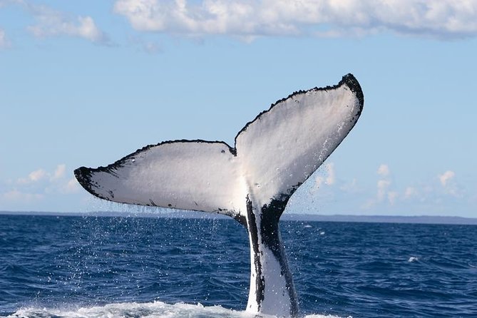 Phillip Island Whale Watching Tour - Cancellation Policy Details
