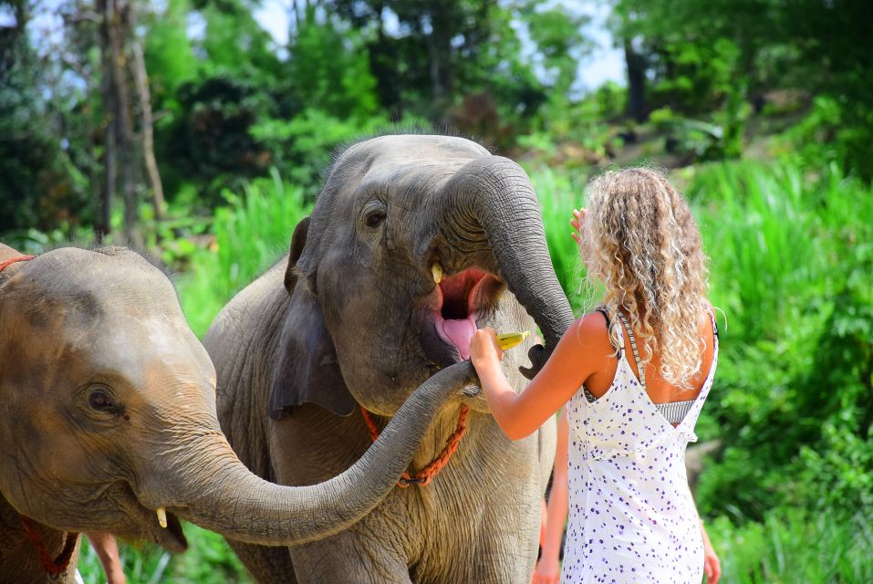 Phuket: Elephant Feeding Program - Experience Highlights