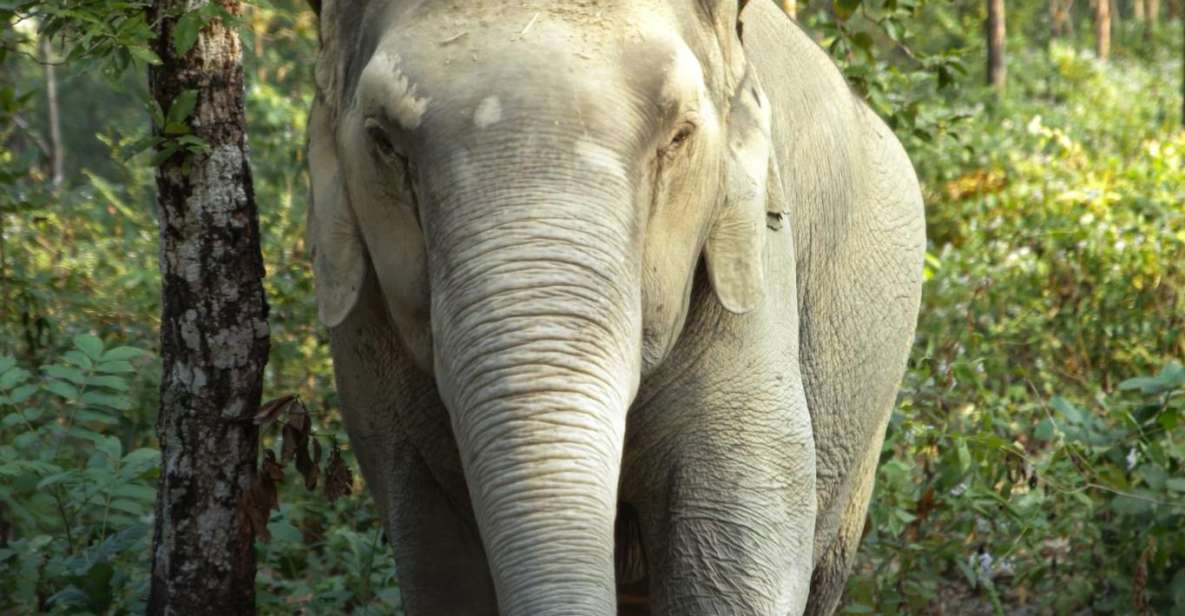 Phuket: Elephant Jungle Sanctuary Full-Day Experience - Program Highlights