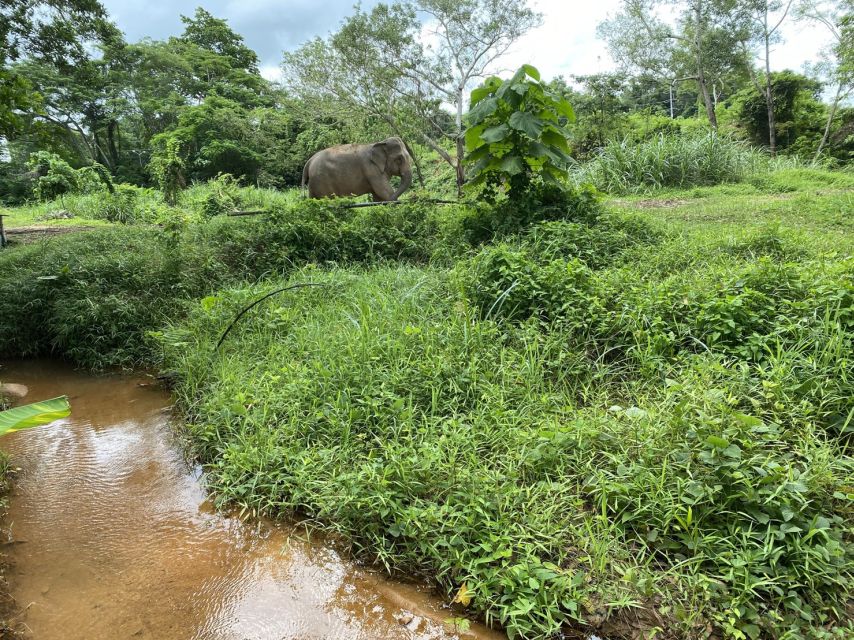 Phuket: Elephant Sanctuary Small Group Tour - Review Summary