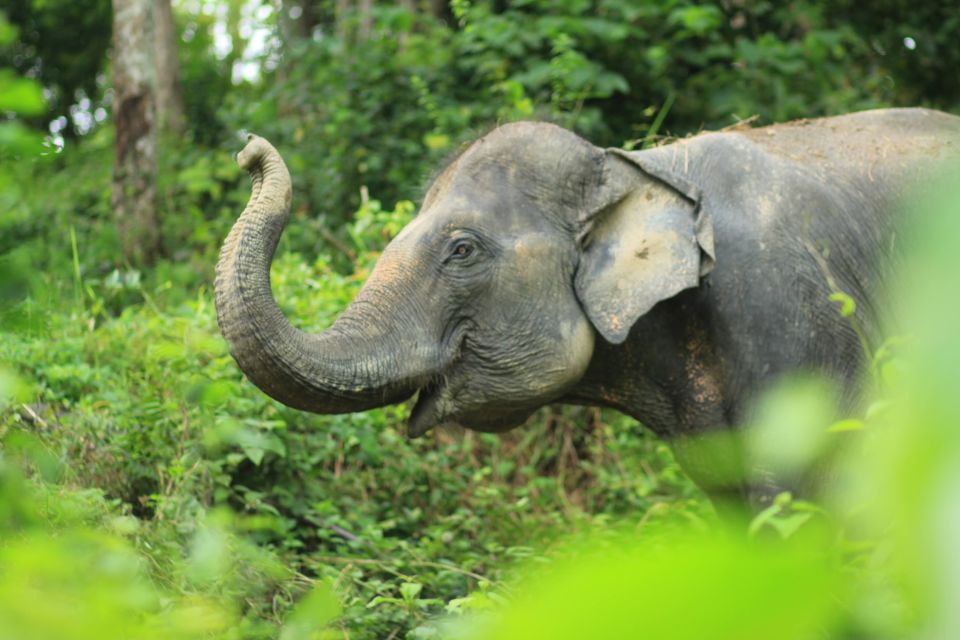 Phuket: Half-Day Elephant Explorer at Phuket Elephant Care - Activity Overview