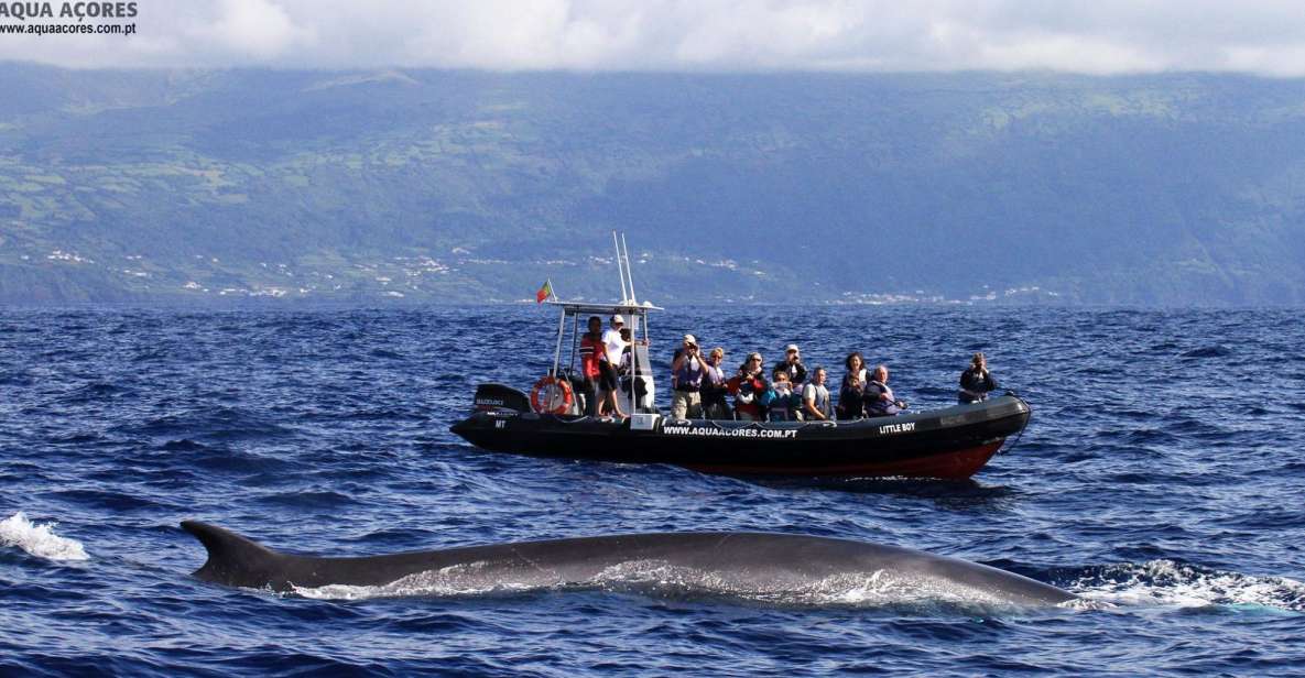 Pico Island: Azores Whale & Dolphin Watching on Zodiac Boat - Full Experience Description