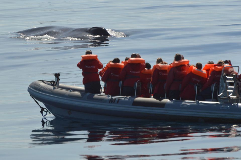 Pico Island: Whale Watching Boat Tour With Biologist Guides - Experience Highlights