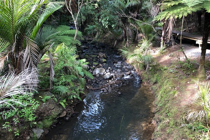 Piha Beach - Accommodation and Dining Options