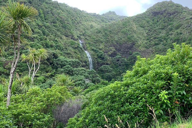 Piha Waitakere Rainforest Wine Tour From Auckland - Tour Guide Expertise