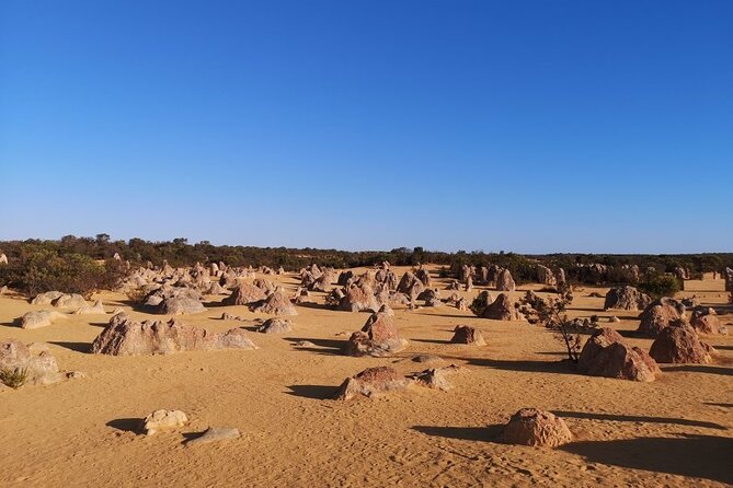 Pinnacles Day Trip From Perth Including Yanchep National Park - Company Information