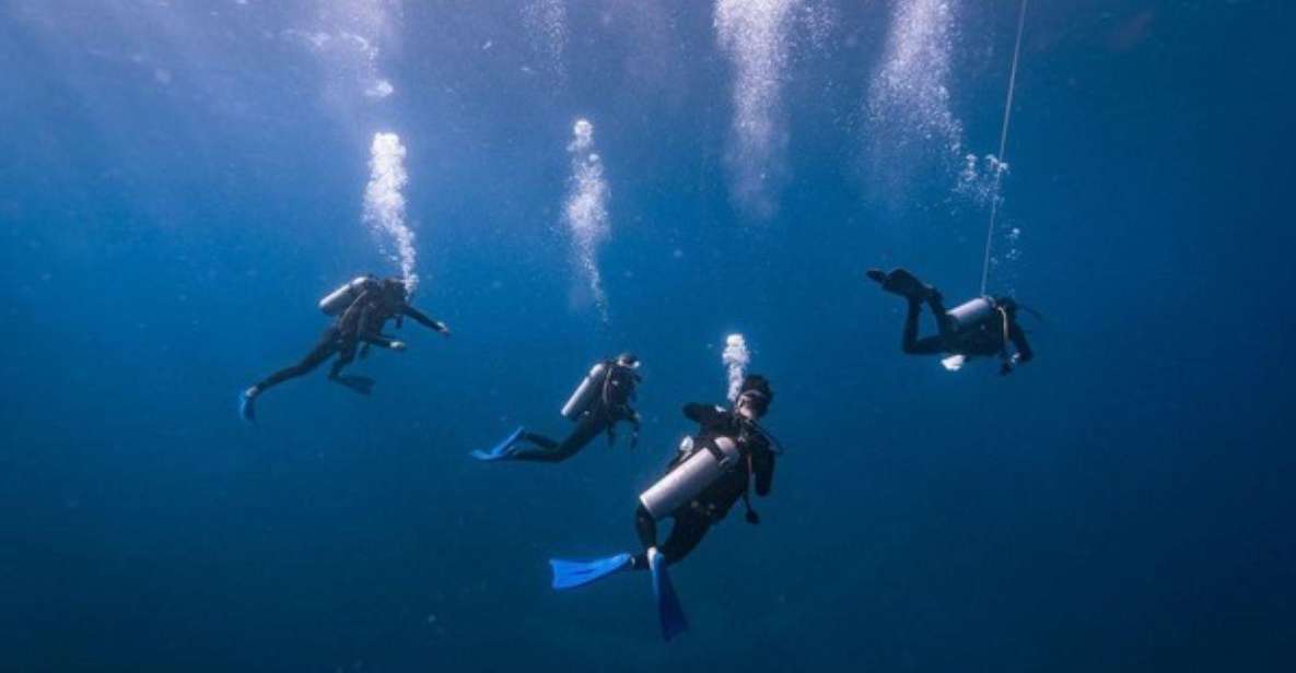 Playa Del Carmen: Bull Shark Diving Experience - Experience Description