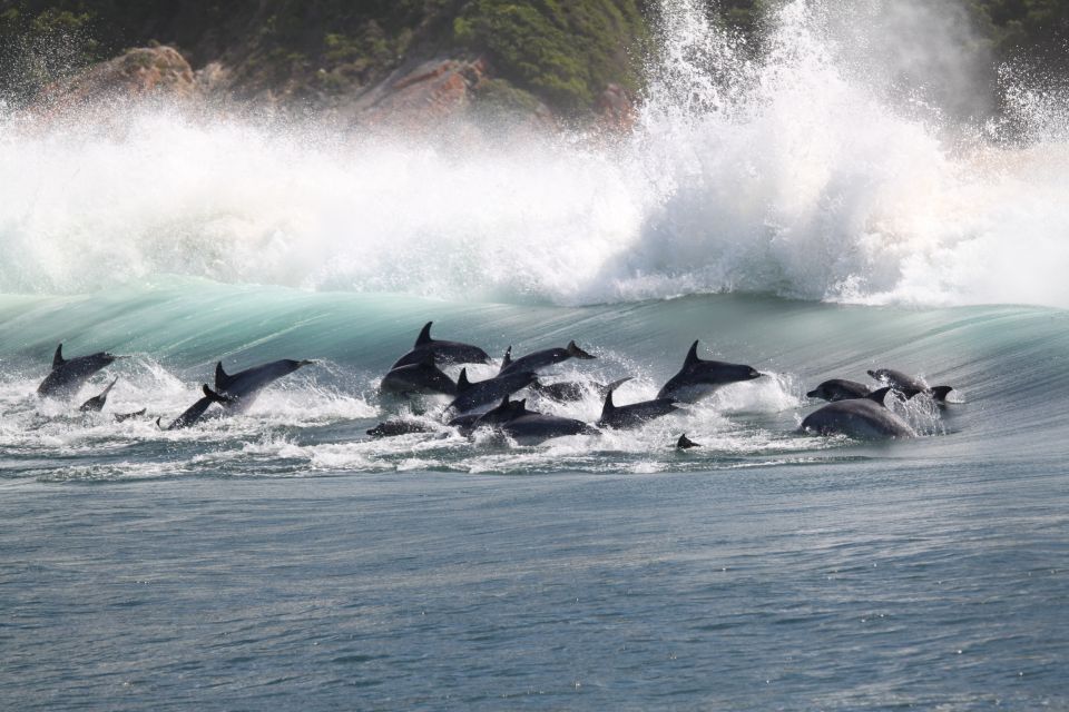Plettenberg Bay: Dolphin & Marine Tours - Starting Location & Duration