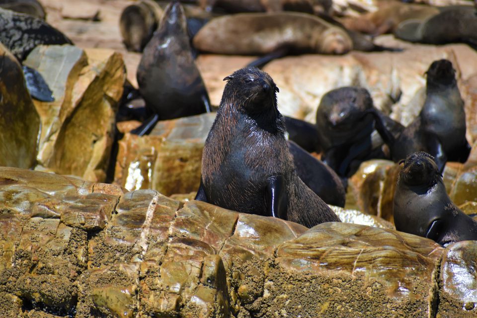 Plettenberg Bay: Seal Colony Viewing Excursion - Participant Details