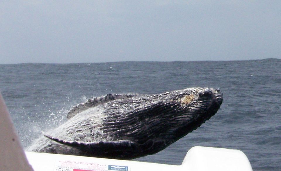 Plettenberg Bay: Whale-Watching Cruise - Location Details