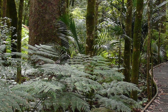 *Popular Cruise Ship Tour* Bay of Islands and Glow Worm Caves Shore Excursion - Tour Highlights