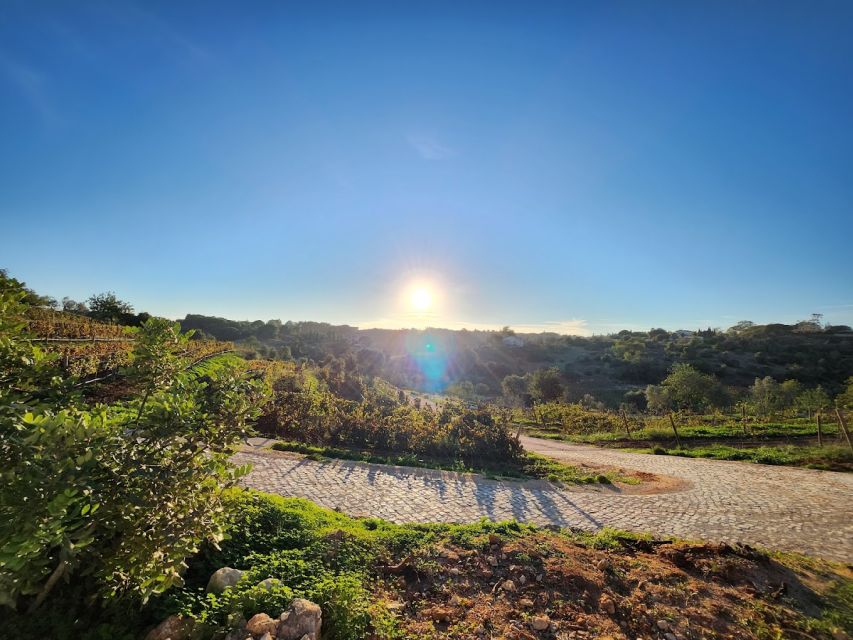 Porches: Algarve Vineyard Tour and Wine Tasting Experience - Experience Highlights