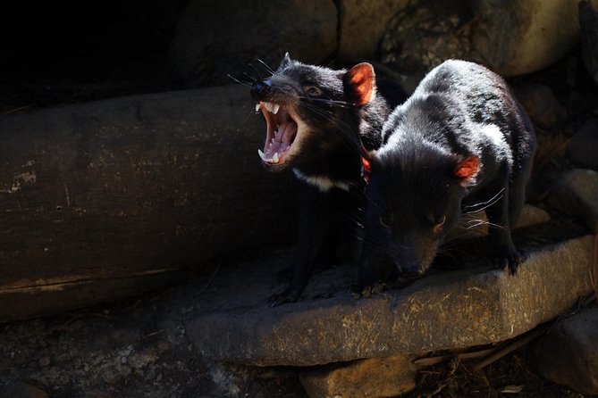 Port Arthur and Tassie Devils Active Day Tour From Hobart - Customer Feedback and Recommendations