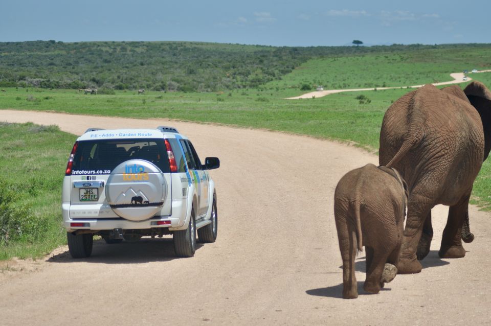 Port Elizabeth: Addo Elephant Park Safari Full-Day Tour - Customer Reviews