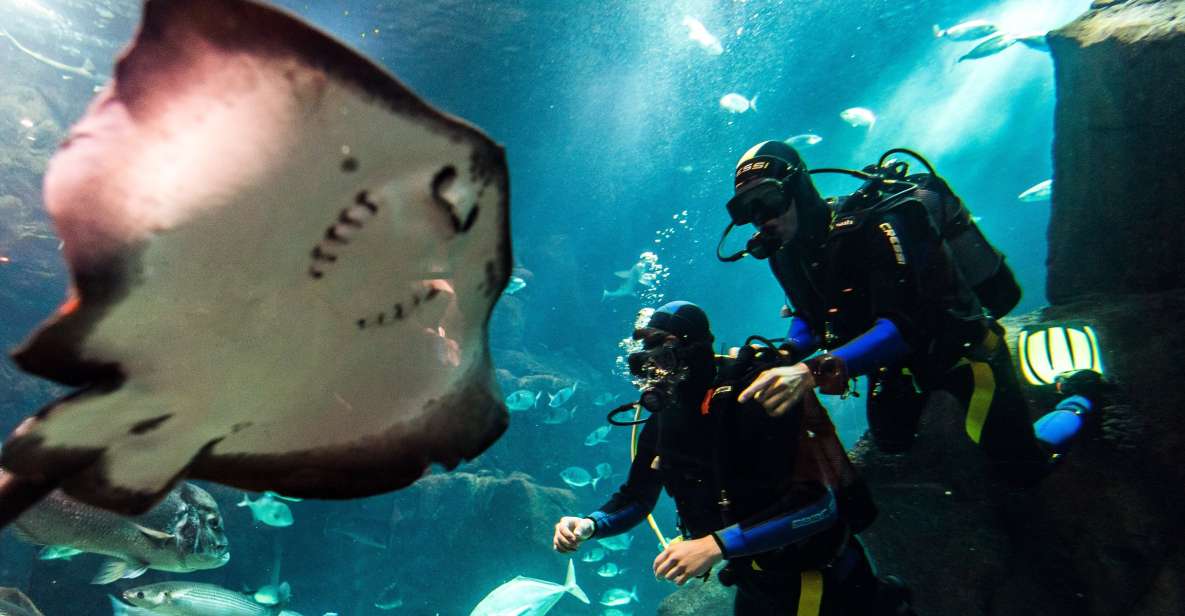 Porto Moniz: Diving With Sharks and Rays in Madeira Aquarium - Dive Description