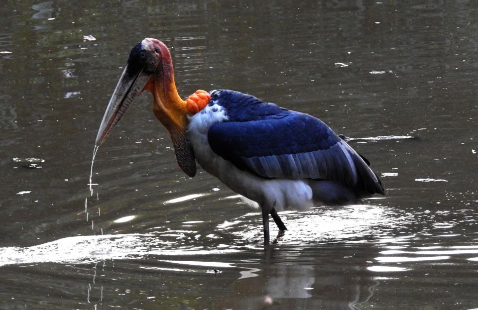 Prek Toal Bird Sanctuary and Great Lake Tour in Cambodia - Testimonial and Location