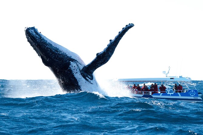 Premier Whale Watching Byron Bay - Customer Feedback and Reviews