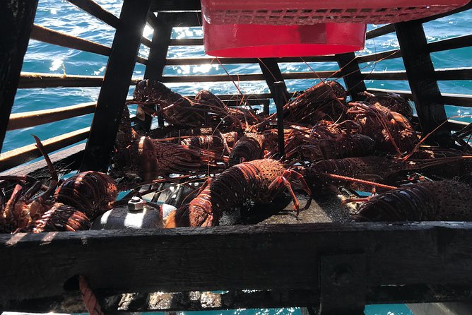 Premium Live Lobster Tours Presented Sashimi or BBQ Style - Participant Guidelines