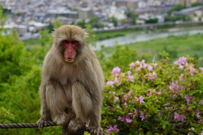 Private Arashiyama Walking Tour: Bamboo, Monkeys & Secrets - Bamboo Grove Exploration