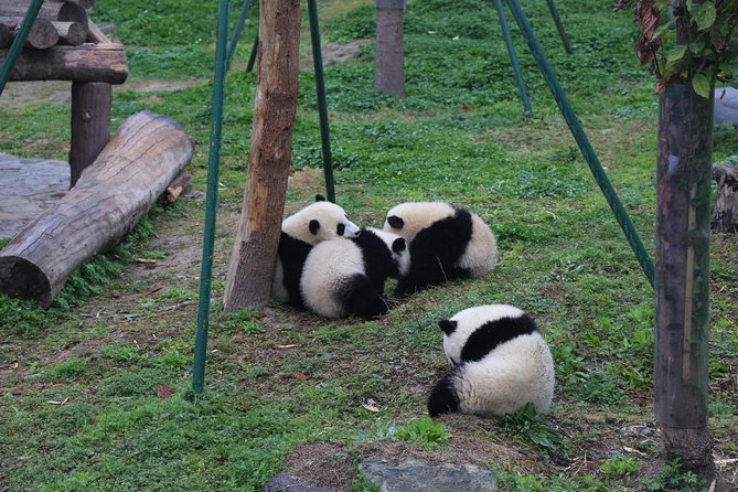 Private Day Tour to Dujiangyan Panda Center With Panda Holding (Mar ) - Panda Center Experience