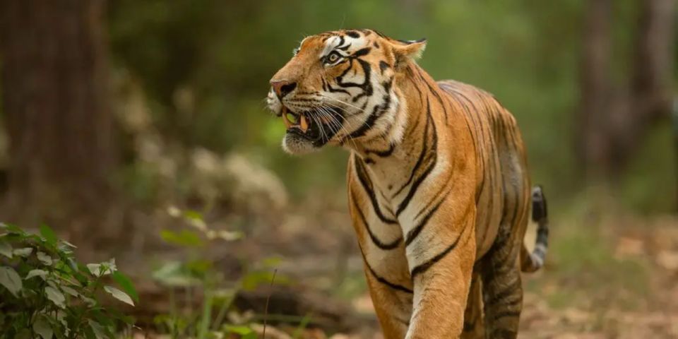 Private Day Trip With Tiger Safari From Jaipur All Included - Key Points