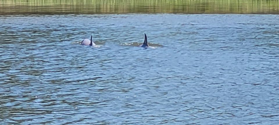 Private Dolphin Tours in the Amazing Savannah Marsh - Inclusions and Amenities