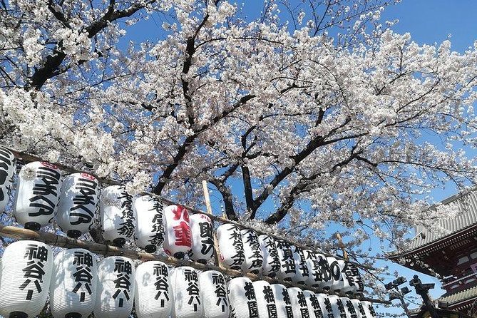 Private Full-Day Cherry-Blossom Tour of Tokyo With Tsukiji - Ideal Traveler Profile