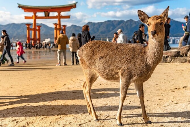 Private Hiroshima Tour With a Local, Highlights & Hidden Gems, 100% Personalised - End of Tour Details and Cancellation Policy