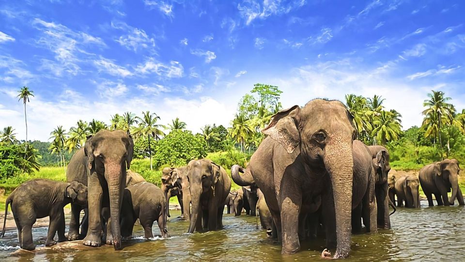 Private Kandy Day Tour From Colombo Sri Lanka - Tour Itinerary