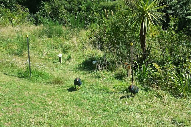 Private Kapiti Coast Full Day Tour - Reviews and Recommendations