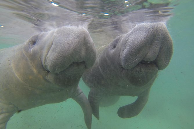 Private Manatee Swim for up to 6 With In-Water Divemaster/Photographer - Learn About Manatee Conservation Efforts