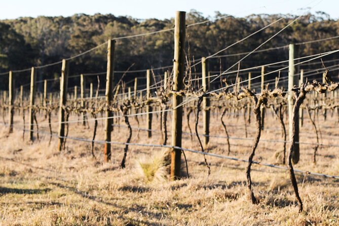 Private Sustainable Wine Tour in Berrima - Wine Tasting Experience