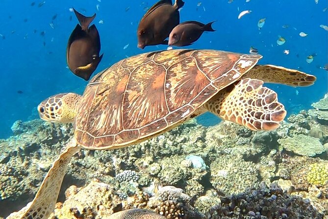 Private Swimming and Snorkeling Tour With Sea Turtles in Amami - Cancellation Policy Guidelines