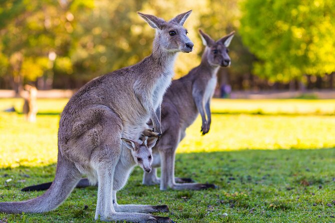 Private Three Day Great Ocean Road Tour - Inclusions and Exclusions