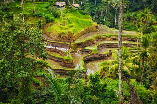 Private Tour Best of Ubud - Pricing and Group Size