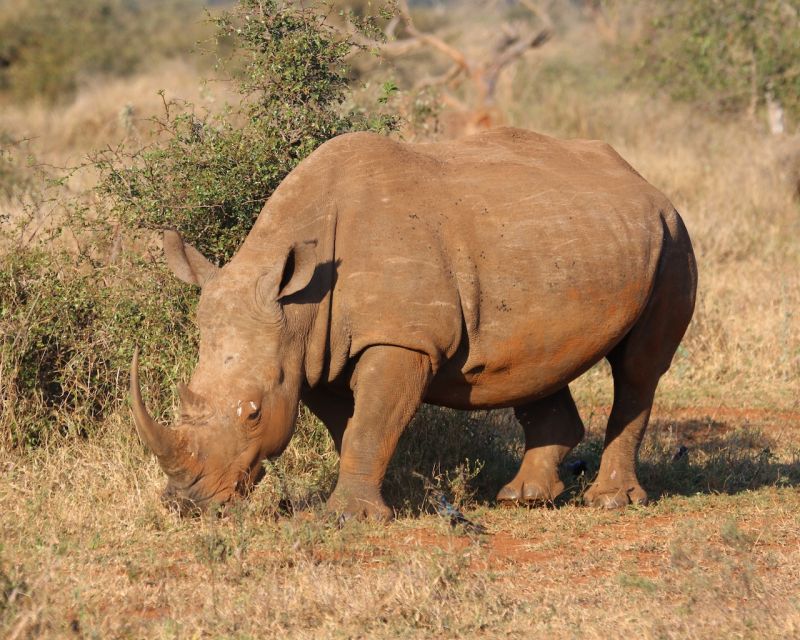 Private Tour: Big 5 Safari - Experience the Wild Animals - Full Safari Description