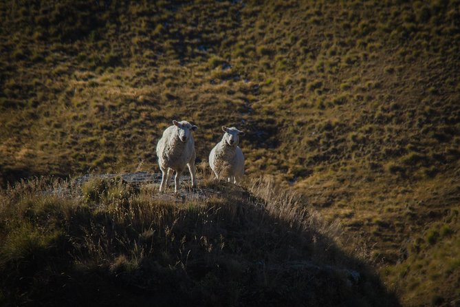 Private Tour Half Day Queenstown and Beyond Photography Tour - Booking Information